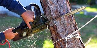 Best Tree Trimming and Pruning  in Lebanon, IN